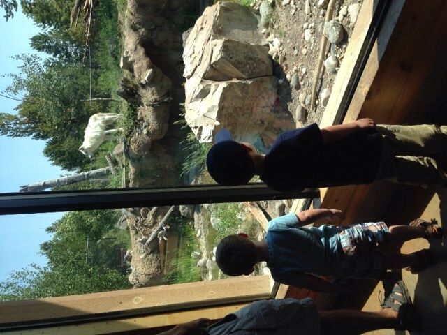 Checking out the lone wolf pack. 