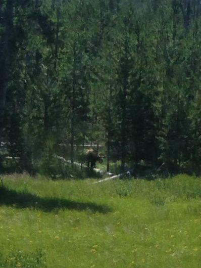 My pathetic little bear picture. I couldn't get the camera fast enough!